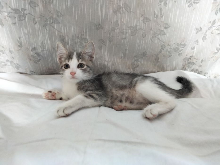 Замечательные котята в замечательные руки, сердца и семьи!!!