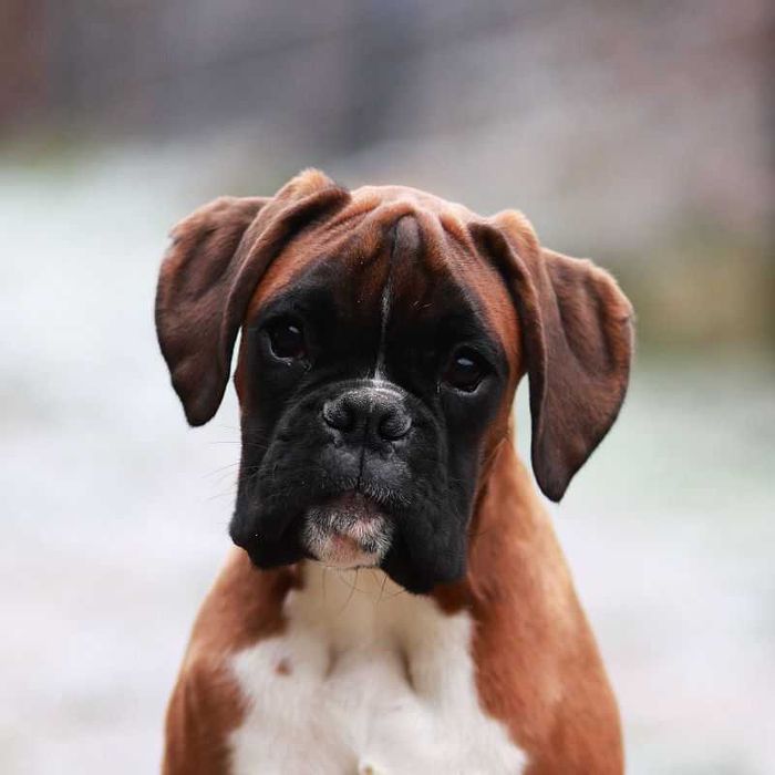 Bokser, suczka, żółta,  ZKwP /FCI