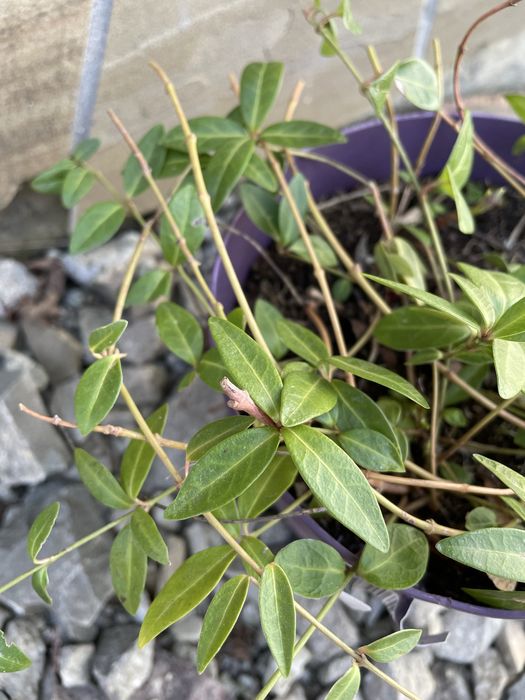 Barwinek pospolity niebieski Vinca