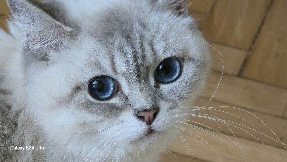 Британський котик