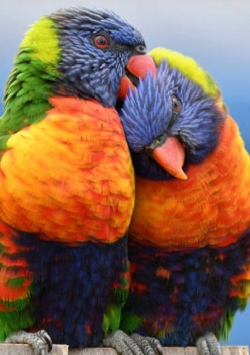 Trichoglossus Haematodus Molucanos