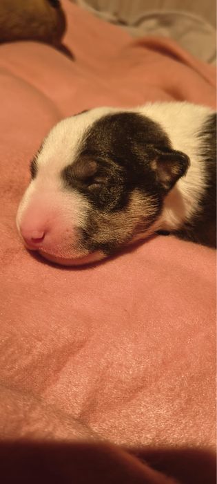 Bulterier miniaturowy