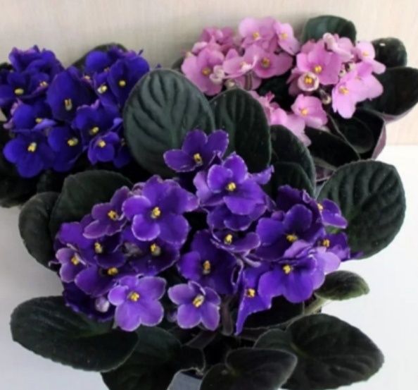 Продам молодые кустики фиалки