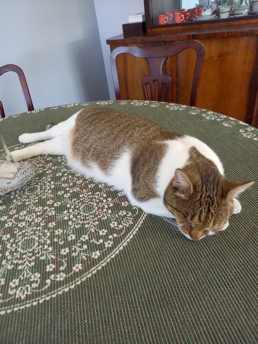 Zaginęła kotka Stokrotka