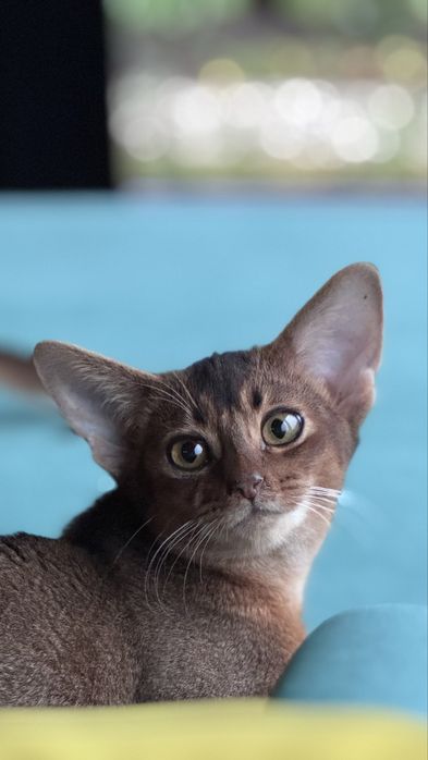 Kociak abisyński, kotek