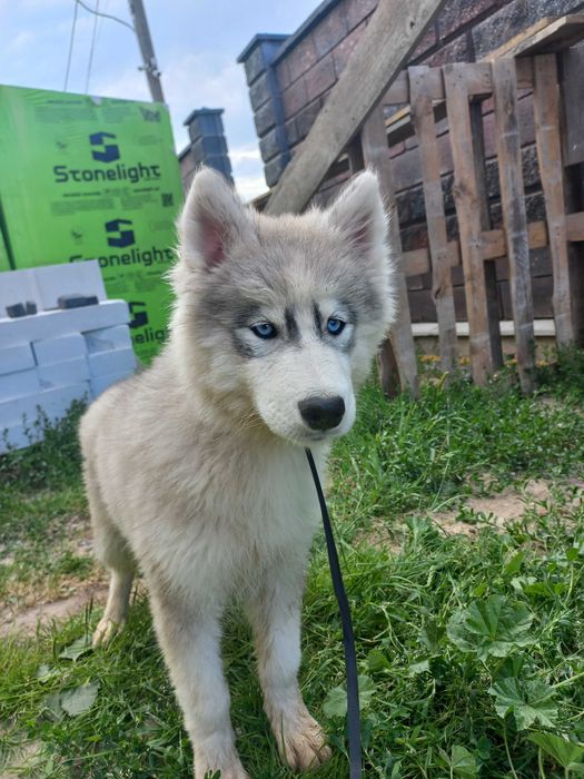 Продаж цуценят сибірський хаскі