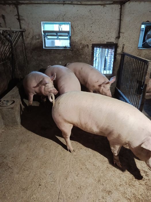 Продам свині на м'ясо