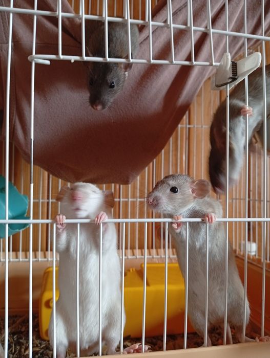 Декоративні пацюки