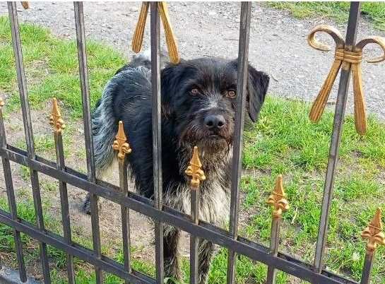 Міша -метис дратхара- мріє про дім та сім’ю / собака цуценя щенок