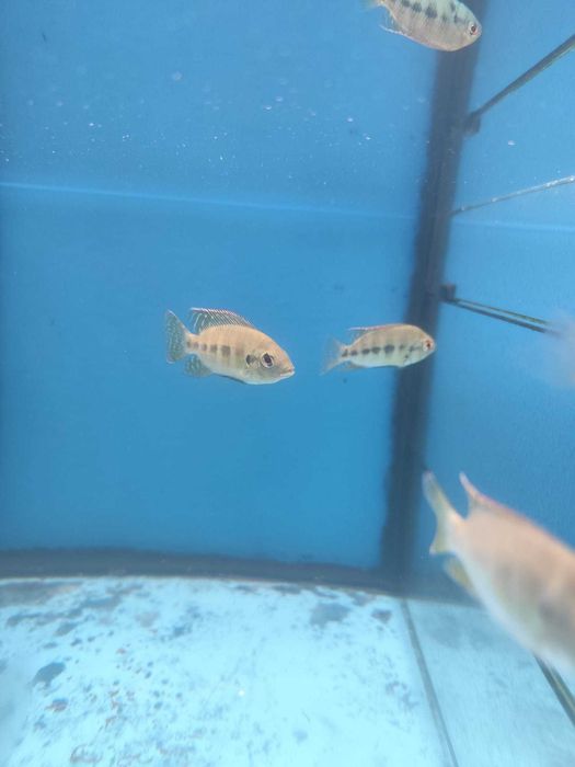 Tilapia Maria 2-3cm e 4-6cm