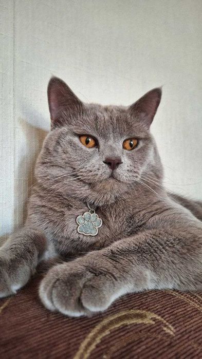 В'язка. Британський кіт