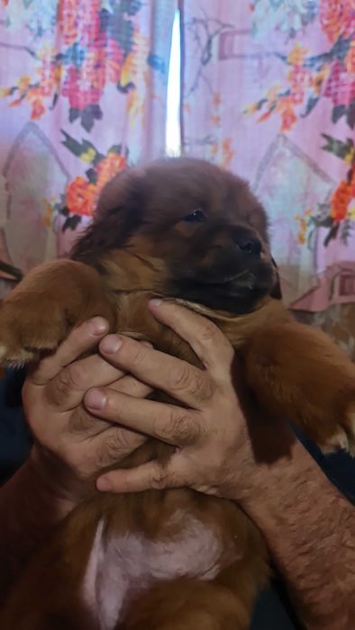 Тибетський мастиф