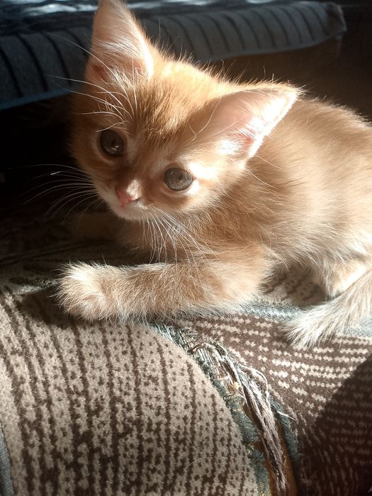 Віддам в добрі руки 2 дівчинки