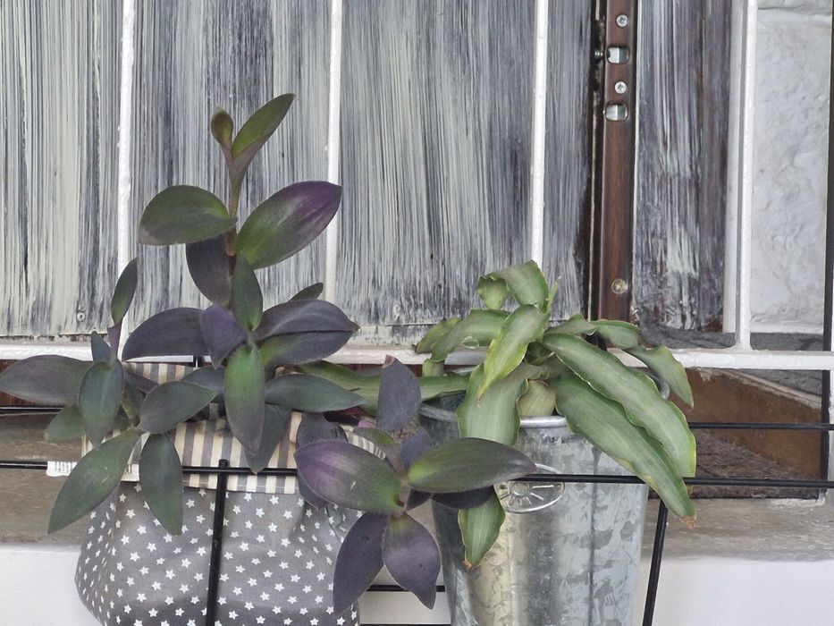 Kwiaty aloes,juka,skrzydłokwiat i inne