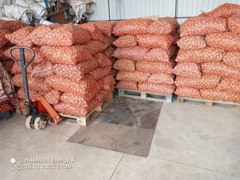 Ziemniaki  wielkości sadzeniaka soraya, królowa anna