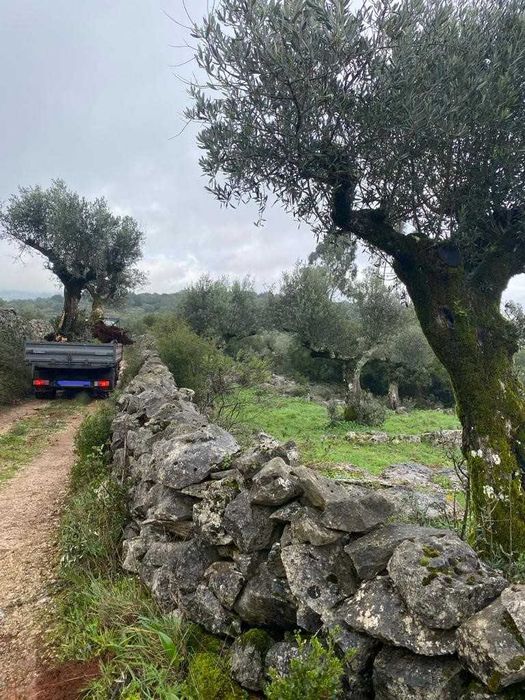 Oliveiras centenárias