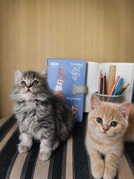 Кошенята Скотиш Братик і Сестричка