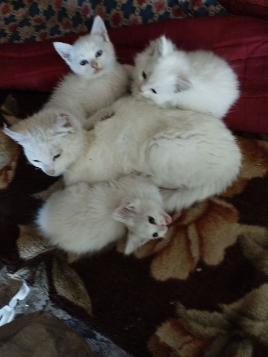 Білі кошенята гарні
