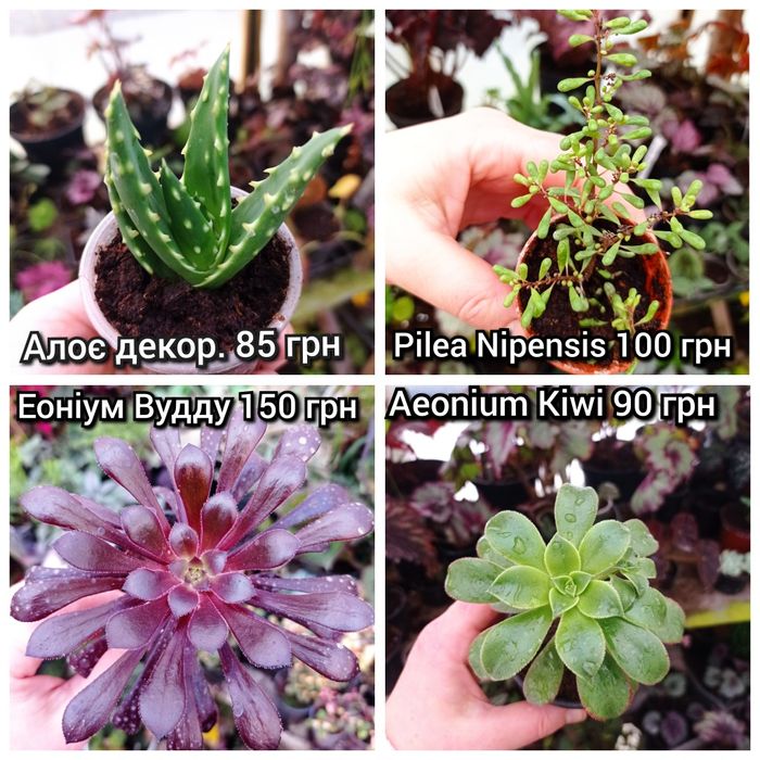 Кімнатні сукуленти