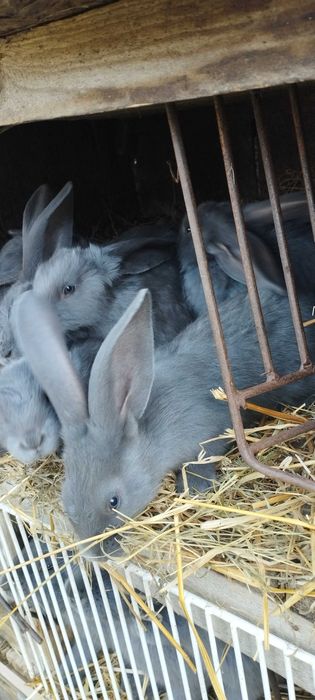 Sprzedam króliki olbrzym belgijski niebieskie