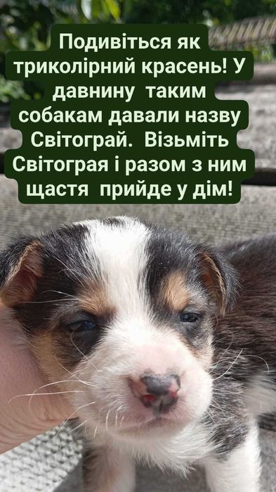 Візьміть собаку чоловічого роду триколірну щастя приносить