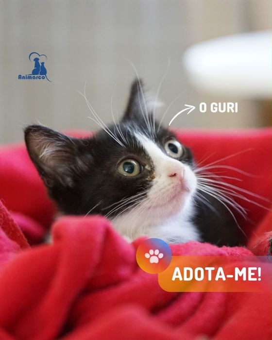 ninhada de gatinhos