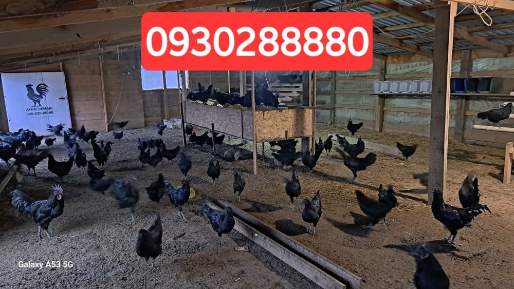 Продам курей Аям цемани