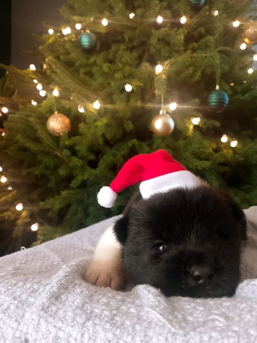 Szczeniak Akita Amerykańska - pochodzenie FCI