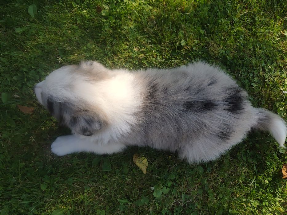Border Collie Blue Merle Niebieskie oczy do rezerwacji