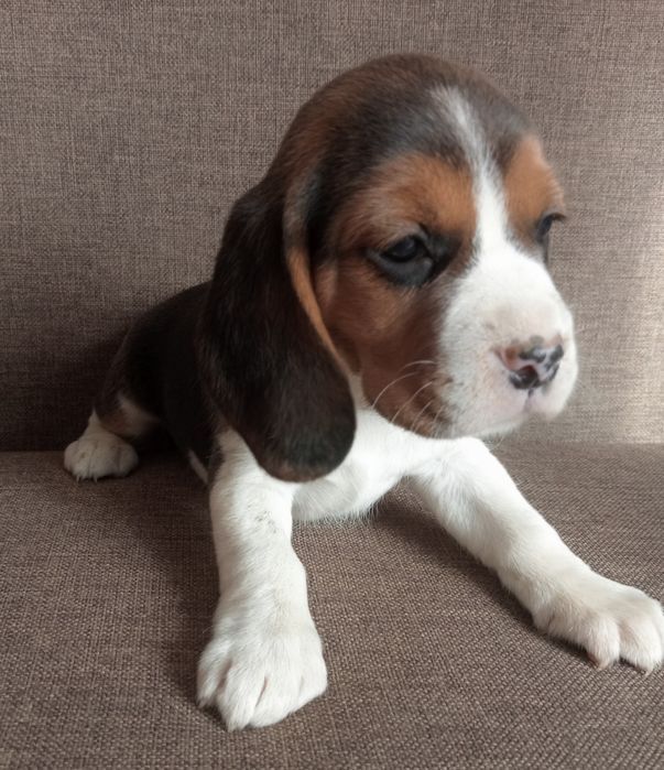 Beagle szczeniak