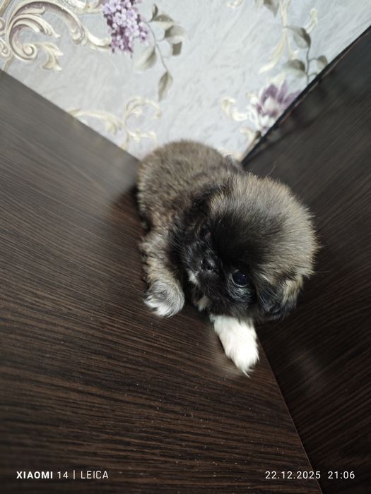 Продам Пікінесів