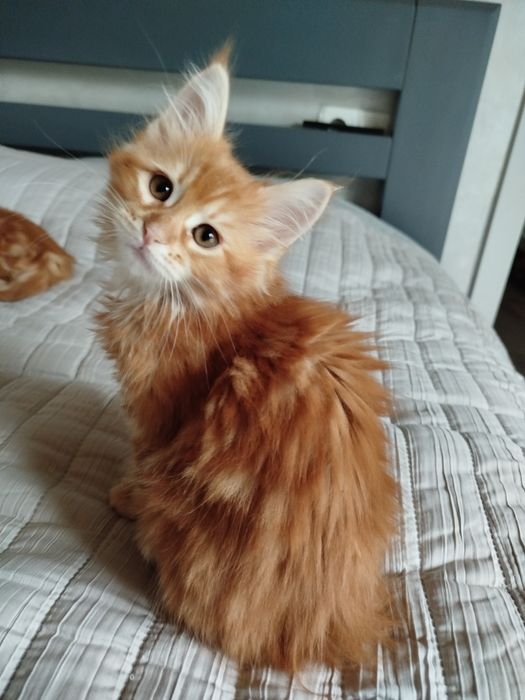 Дівчинка і хлопчик Мейн-Кун