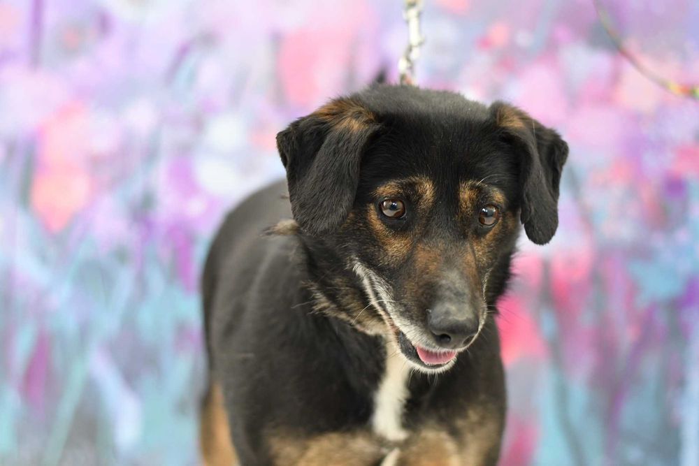 Łazy/Rokitno Szlacheckie znaleziono psa!