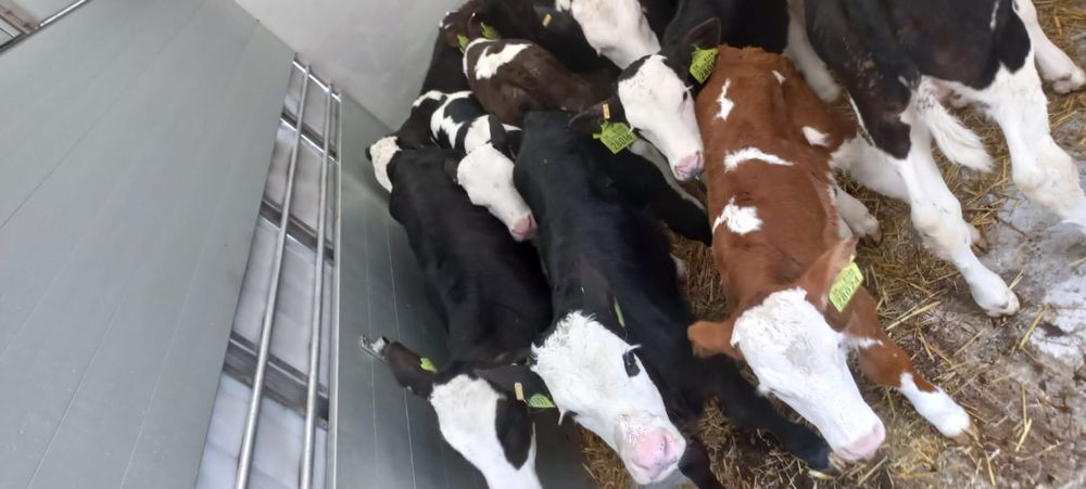 Byczki mięsne oraz krzyżówki