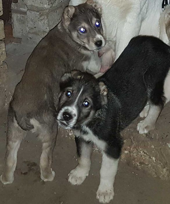 Продам щенков Аллабая