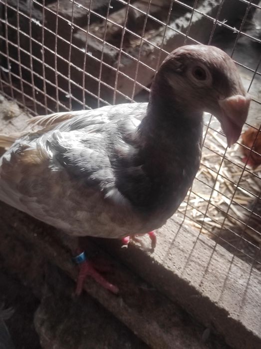 Gołębie Rzeszowskie