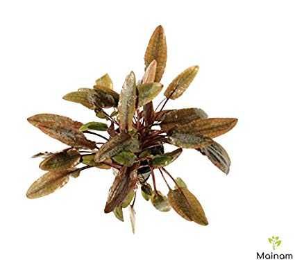 Cryptocoryne Wendtii brown - Planta aquática