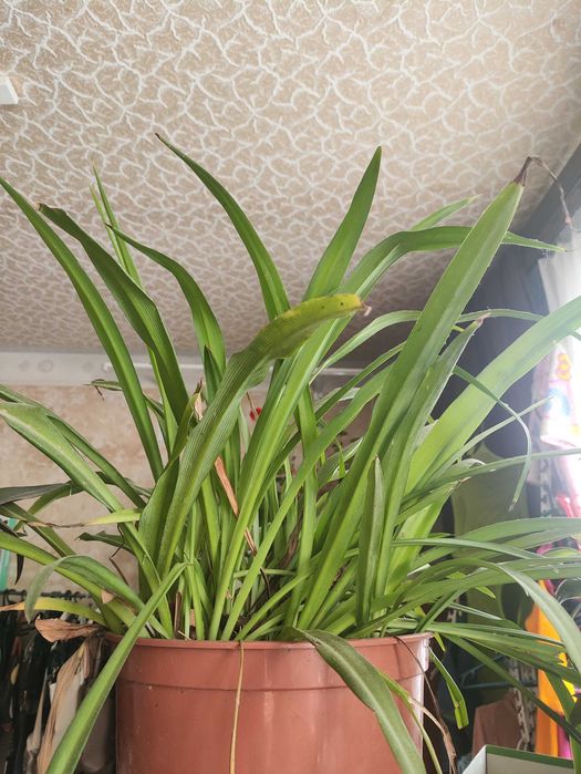 Кімнатні квіти. Від 70 грг