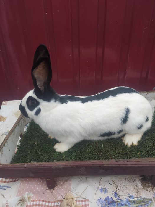 Кролики німецький строкач і бельгійці шиншилові і білі,