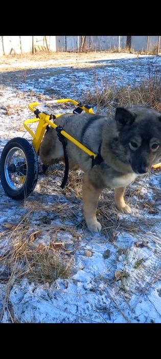 Изготовление инвалидных колясок для собак. Візок для собаки