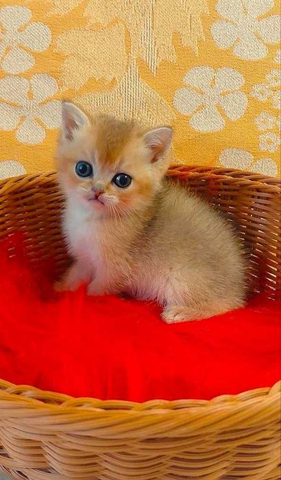 Шотландские котята (ЗОЛОТАЯ ШИНШИЛЛА)