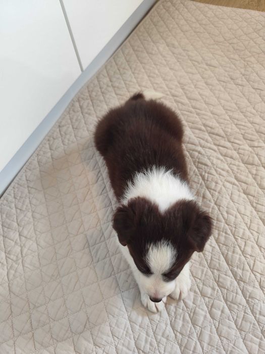 Border collie. Szczeniak. Suczka. Badania.