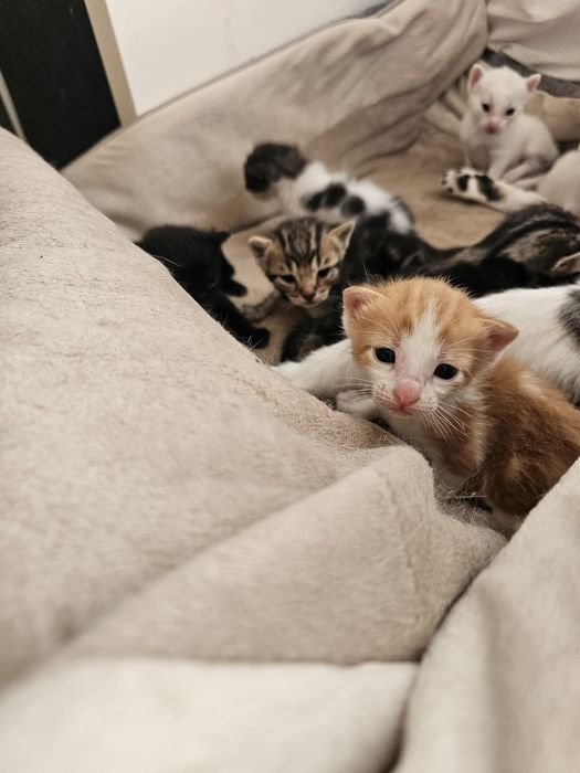 Gatos bebés para adoção