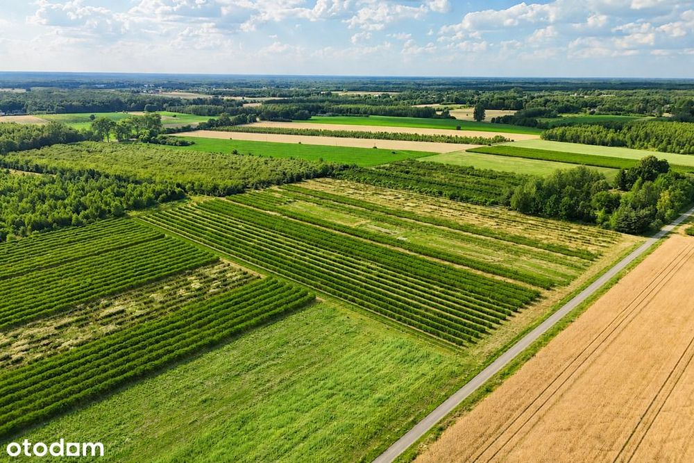 Przepiękna działka budowlana 5955 m² z WZ - OKAZJA! - Więcej