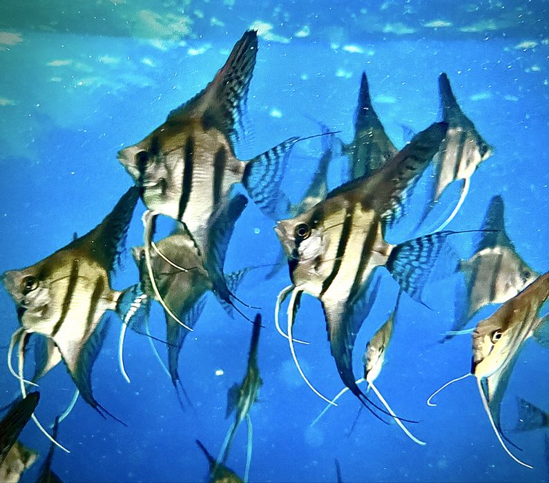 Skalary Rio Nanay F2