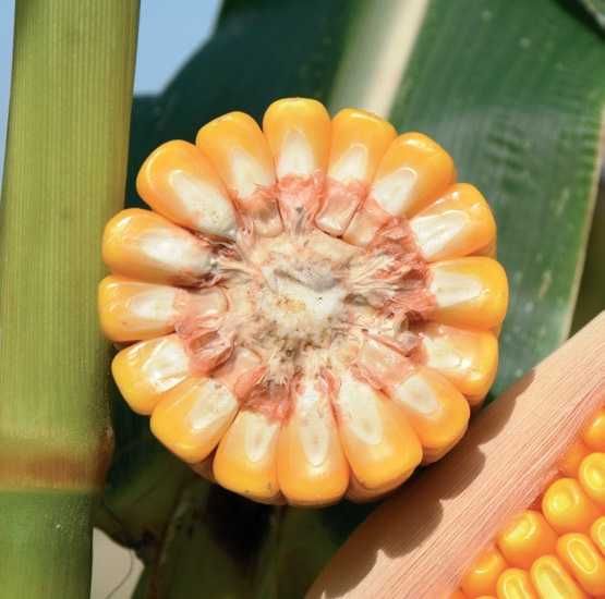 Насіння кукурудзи гібриди української селекції