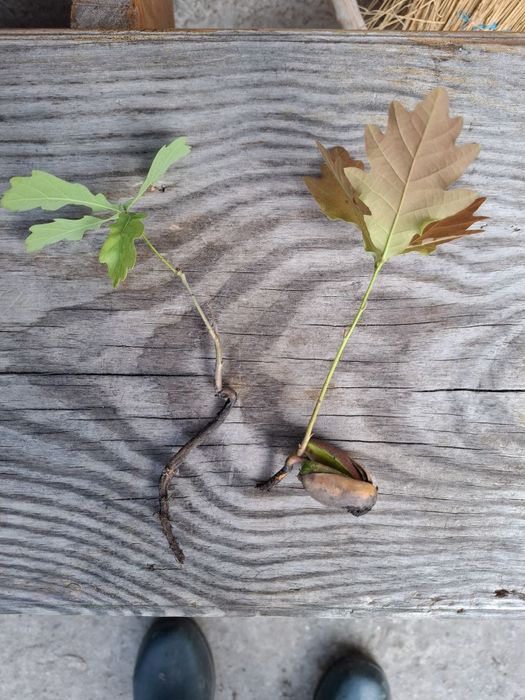 Саджанець живець дуба дуб