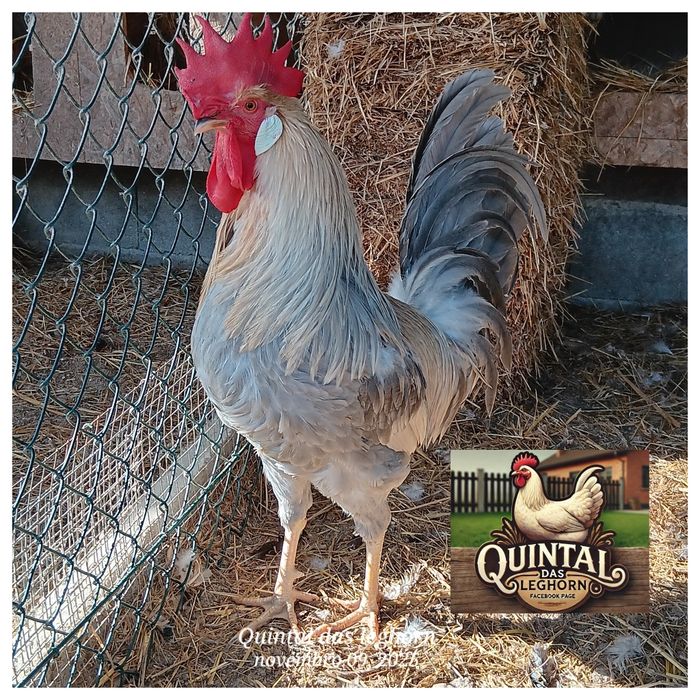 Leghorn Brawn,Isabela, White e Azur