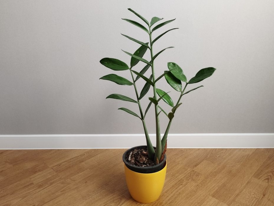 Заміокулькас з глянцевим листям від 250 грн