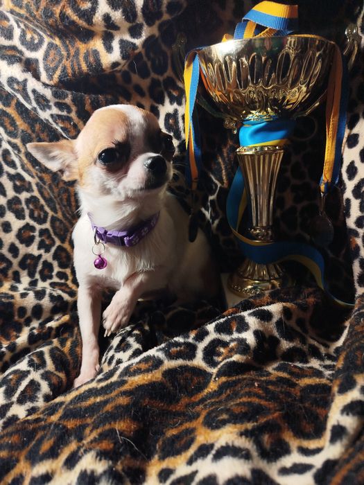 Продам мальчик чихуахуа окрас 3 колор Мини нам 6 мес привит звонить Ва